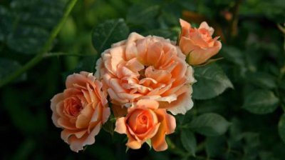 ​精辟有深度的朋友圈说说 朋友圈有深度有品味的说说