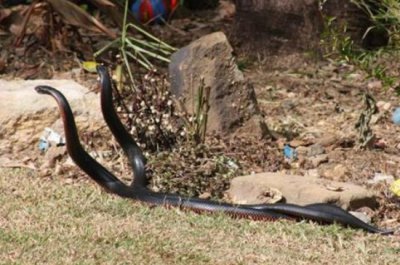 ​女人梦见蛇是好事还是坏事