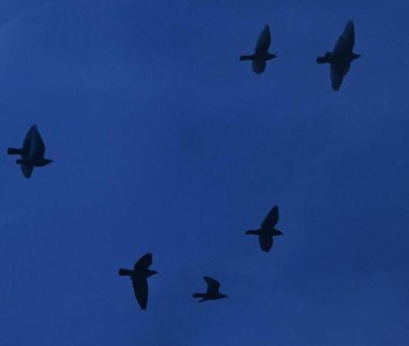 每日清晨微语带字图片