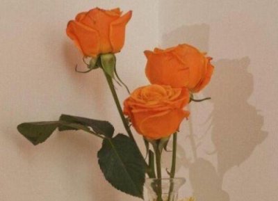 ​关于猴的歇后语82句