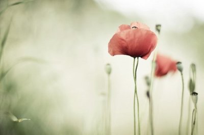 ​宫崎骏动漫经典句子83句