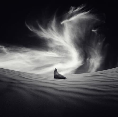 青春文艺古风励志句子(经典八字古风短句)