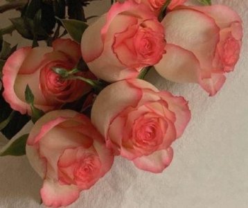 ​有关语的谚语19句