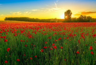 ​正三棱锥的性质【精选30句】