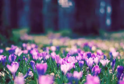 ​心绪精选34句