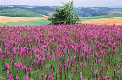 ​早安语录正能量朋友圈 早朋友圈早安心语简单(75句)