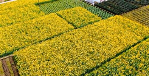 拍油菜花发朋友圈说说