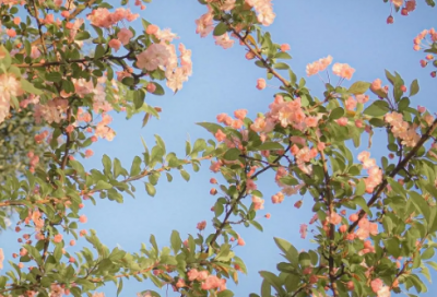 ​适合过年发朋友圈的文案(推荐59句)