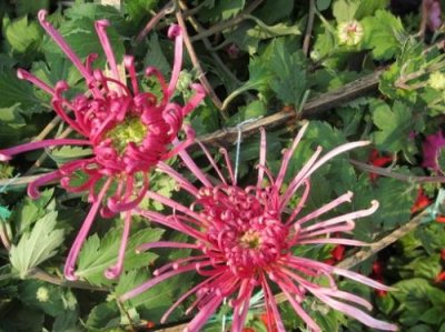 ​对母亲的话作文300（母亲节对妈妈说的话100字）