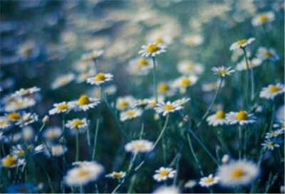 ​宫崎骏爱情语录