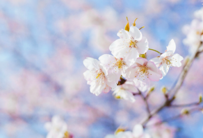 ​春分朋友圈文案简短，春分的朋友圈文案(68句)