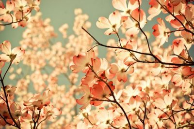 ​荷花说说27句