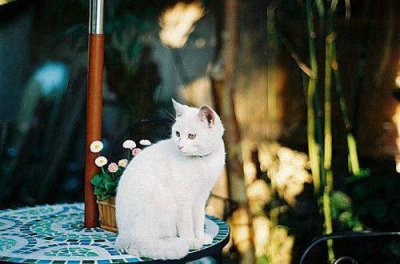 ​情人节经典文案说说(精选98句)