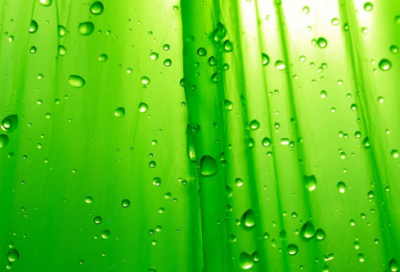 ​描写鱼在水里游的诗句 描写鱼儿水中游的诗句