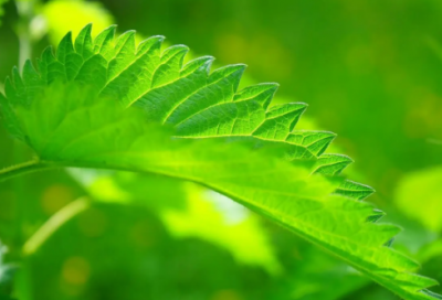 ​意境美的诗句古诗词 意境很美的古诗词(精选21句)