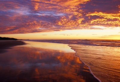​迎春花的句子简短好句汇编 迎春花开了的唯美句子
