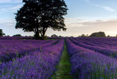 ​关于分享的唯美句子(精选117句)