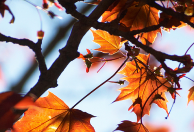 ​推荐不负春光的唯美句子短句推荐(精选79句)