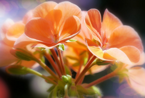 1706819146920449.png image.png