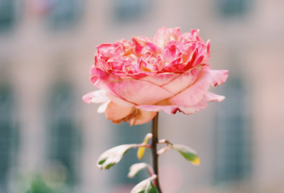 ​一句简单晒幸福的句子 知足而幸福的唯美句子