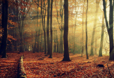 ​阳光的唯美句子(精选65句)