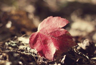 ​关于轮回的唯美句子大全(精选70句)