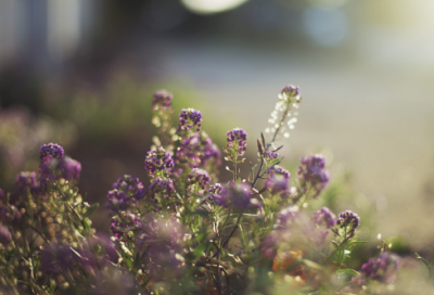 ​你好五月微信朋友圈唯美句子简短文案(精选73句)