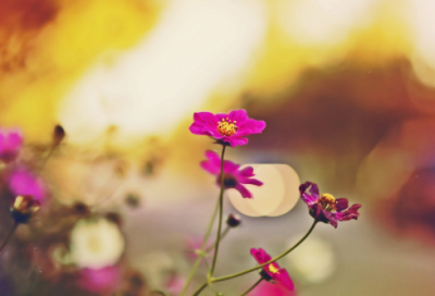 ​描写母爱的唯美句子 描写母爱开头唯美句子