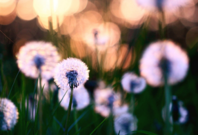 ​配日出的唯美简短句子 草原看日出的唯美句子简短
