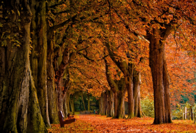 ​黑化肥绕口令