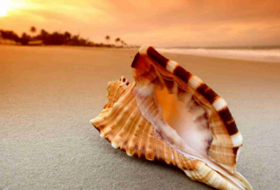 ​绕口令：狮子