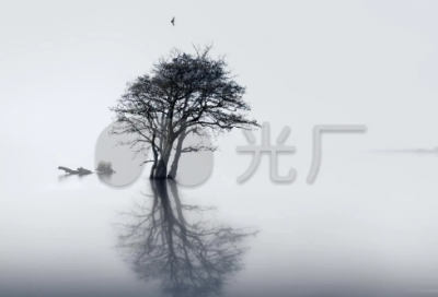​收葵花