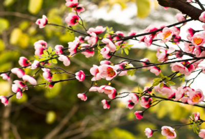 ​绕口令：普通话绕口令