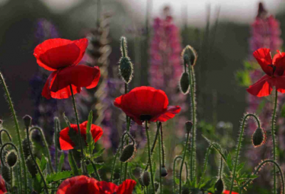 ​分清巾金睛景