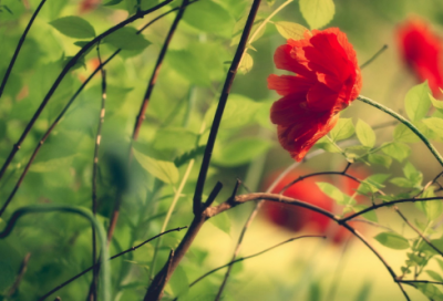 ​金蝉操琴蝴蝶舞绕口令