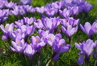 ​【儿童绕口令】：小猫掉进棉花包