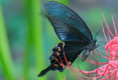 ​墙壁和壁纸绕口令