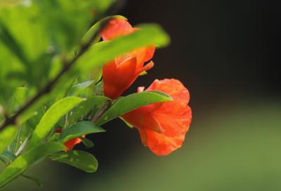 ​绕口令：帆船