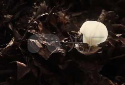 ​狗咬狗绕口令