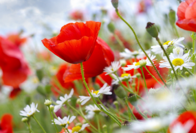 ​村里新开一条渠