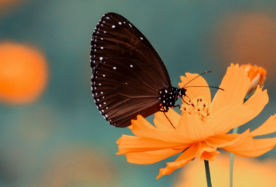 ​调到敌岛打特盗