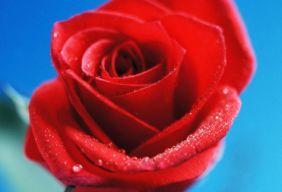 ​红凤凰粉凤凰