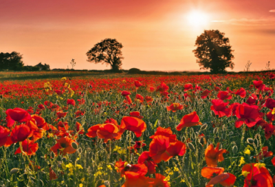 ​昆虫记段落摘抄和赏析(汇编37句)