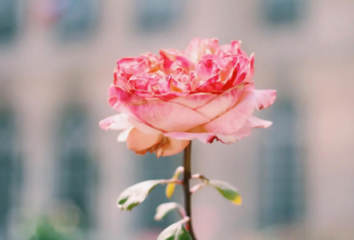 ​优美签名【合集85句】