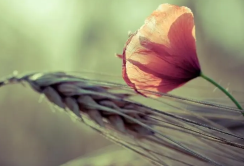 1712012491118651.png image.png