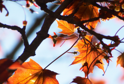 ​从政格言(合集)