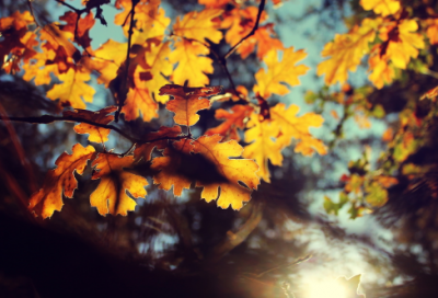 ​三月桃花水课文摘抄(汇编)