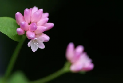 ​骂人特别脏的语录，骂人语录越脏越好(61句)