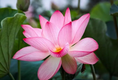 ​社团面试自我介绍