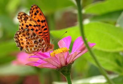 ​种大蒜观察日记